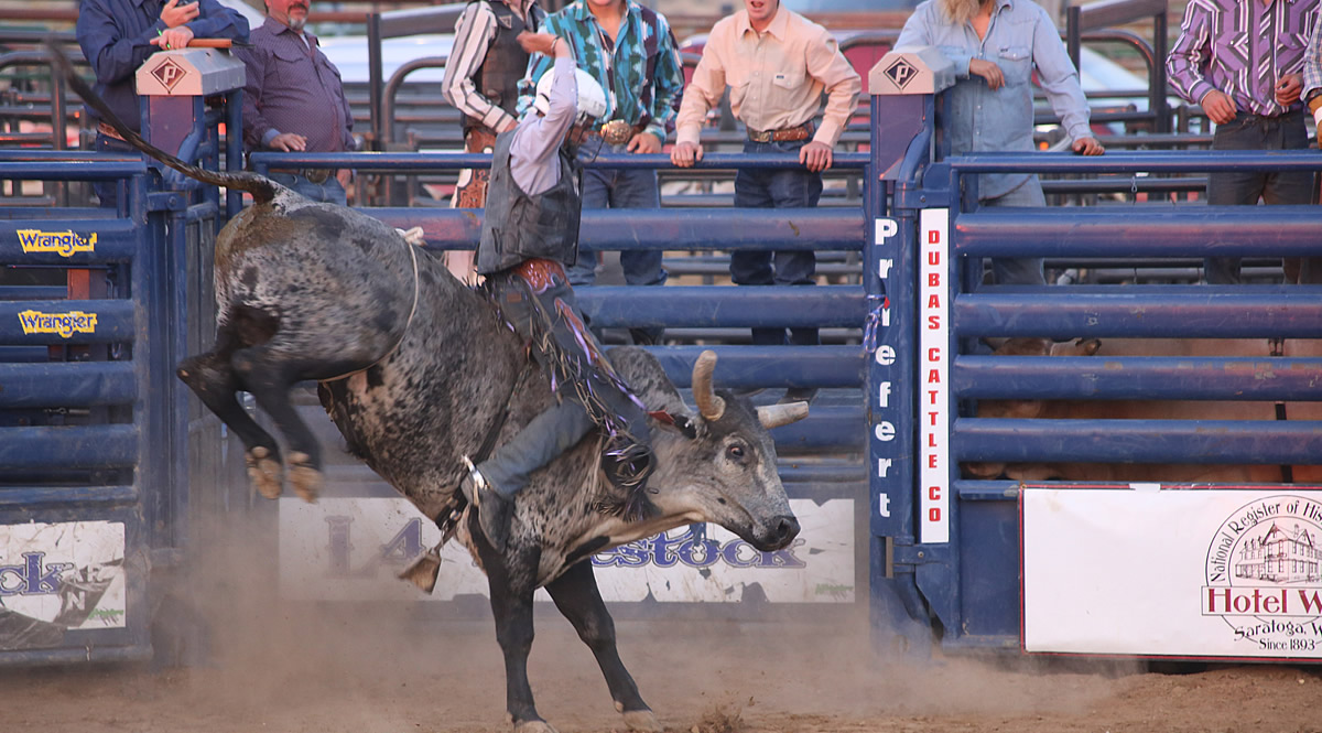 saratoga bullfest cowboy rides bull