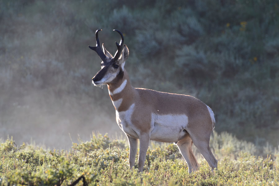 Pronghorn Antelope Near Medicine Bow Wy